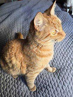 Goldie (19572559)