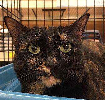 Gracie (20158529)