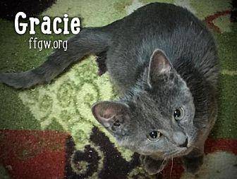 Gracie (20241907)