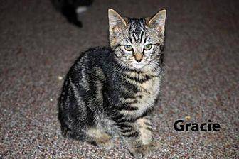 Gracie (20350097)