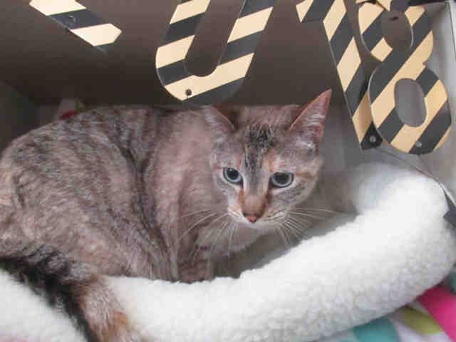 GRACIE (A169907)