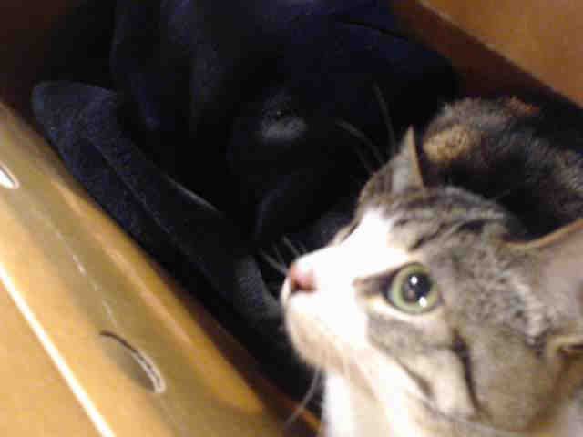 GRACIE (A411888)