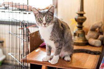Gracie: Fost (14390075)