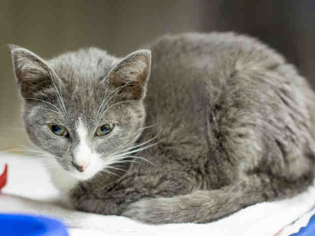 GRAYSON (A897680)