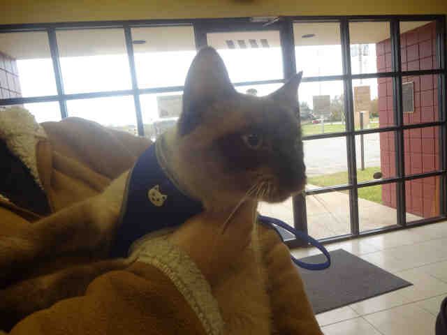 GRIFFIN (A011161)