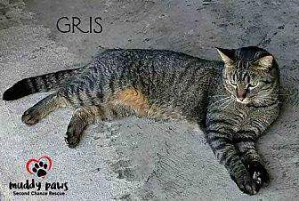 Gris (Courte (19993023)