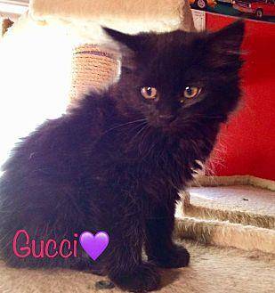Gucci (20158083)