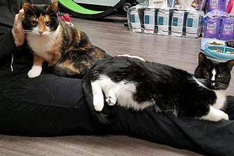 Guido & Macy (19812548)
