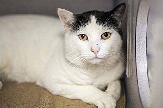 Gunner (fiv+ (20491751)