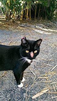Gus (15306835)