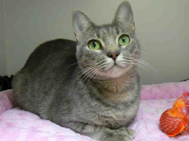 GWYN (A010880)