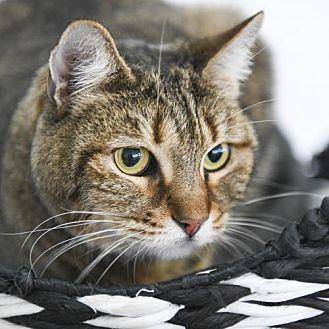 Gypsy (20518088)