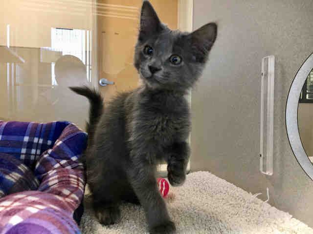 GYPSY (A177987)