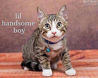 Handsome Boy (19584278)