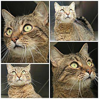 Hank (18980363)