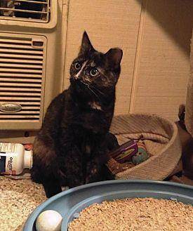 Harley (20110472)