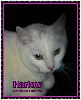 Harlow (20457027)