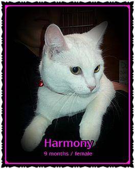 Harmony (20457030)
