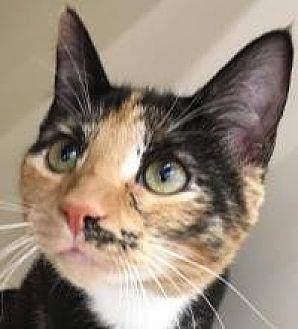 Harriet (17269325)