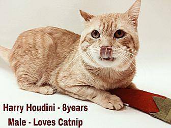 Harry Houdin (20422727)