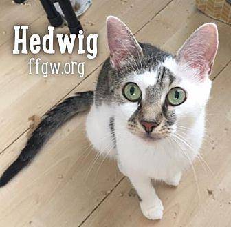 Hedwig (18830971)