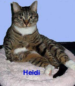 Heidi (13277240)