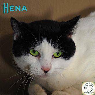 Hena (11967370)