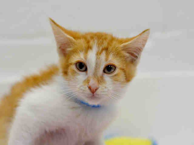 HENDRIX (A1935664)