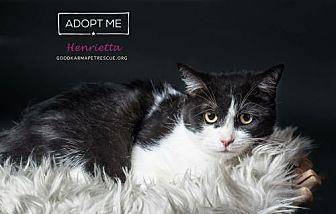 Henrietta (17811625)