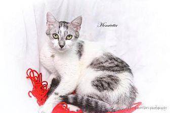 Henrietta (19145802)