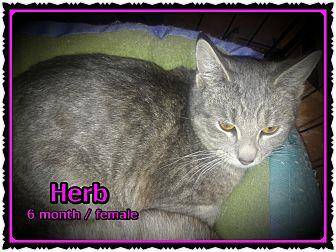 Herb (20457065)