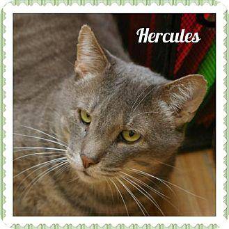 Hercules (16947823)
