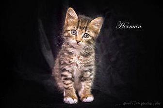Herman (20396802)