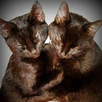 Hocus & Pocu (20415039)