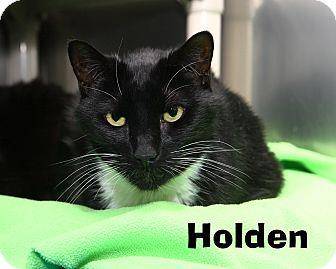 Holden (15397774)