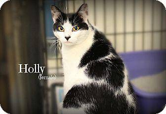 Holly (17180192)