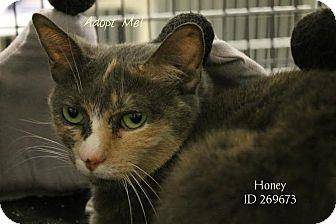 Honey (16868621)