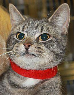 HONEY (20155162)