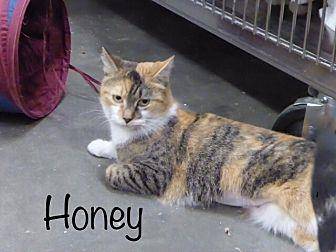 Honey (20586873)