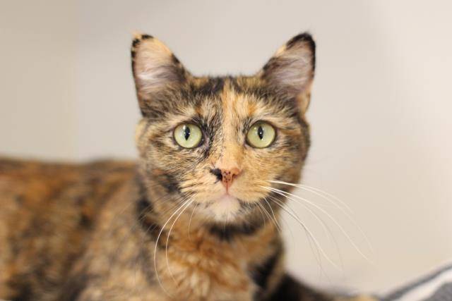 HONEY (A104091)