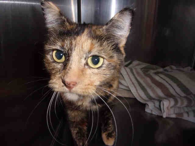 HONEY (A104091)