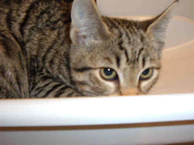 *HONEY (A158396)