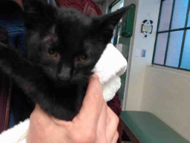 HONEY (A411551)