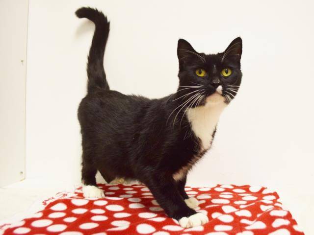 HONEY (A726939)