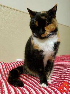 Honey Cat (20517215)