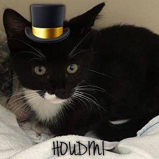 Houdini (20299531)