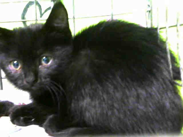 HOUSTON (A1521416)