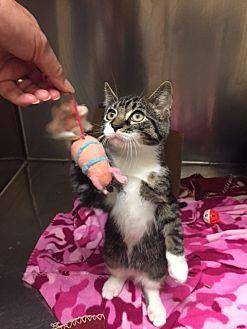Hud Urgent (19738089)