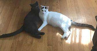 HUDSON & GRA (19126153)