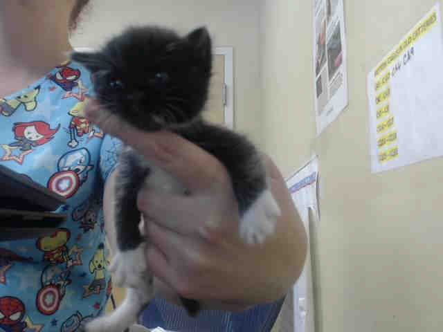 HUNTER (A535501)